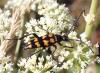 Leptura quadrifasciata
